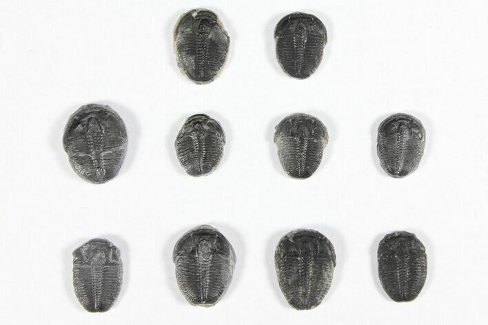 Lot: / Elrathia Trilobites - Pieces #91933